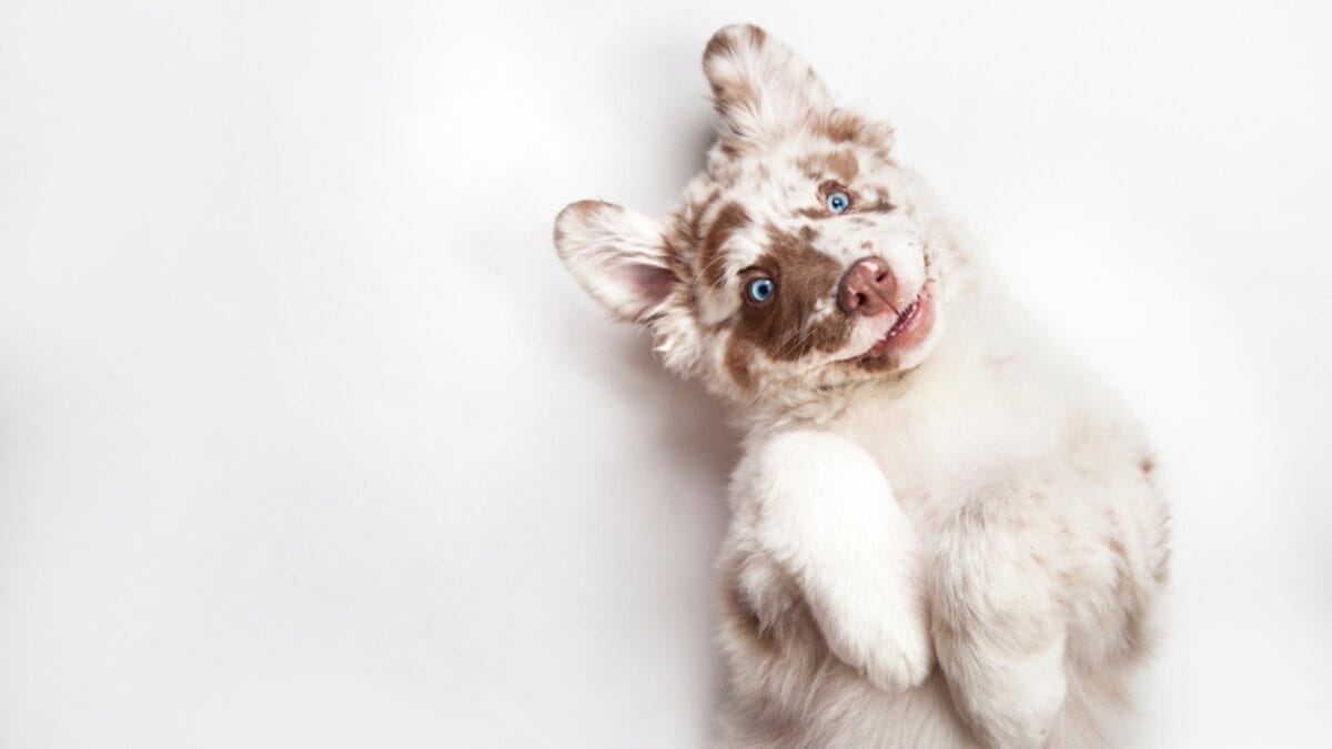 10 Lesser-Known Facts About Australian Shepherd Dogs You Probably Didn’t Know - australian dog white ss1008869716