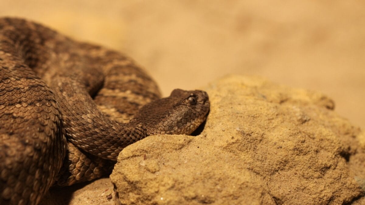 30 Rattlesnake Species from Around the Globe: Majority in U.S. - baja california rattlesnake dp335341454
