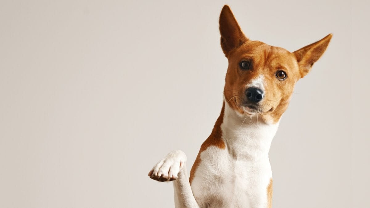 A Fascinating Barkless Dog of African Origins: Basenji - basenji in a white background ss511543624