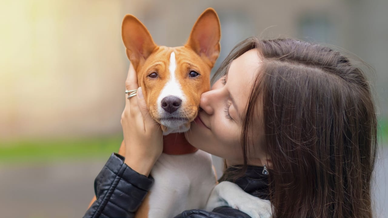 A Fascinating Barkless Dog of African Origins: Basenji - basenji with a woman ss1825546352
