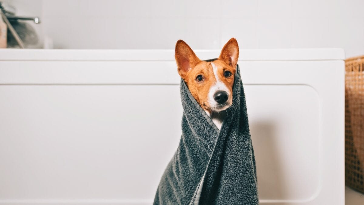 A Fascinating Barkless Dog of African Origins: Basenji - basenji with bath towel ss2093647099