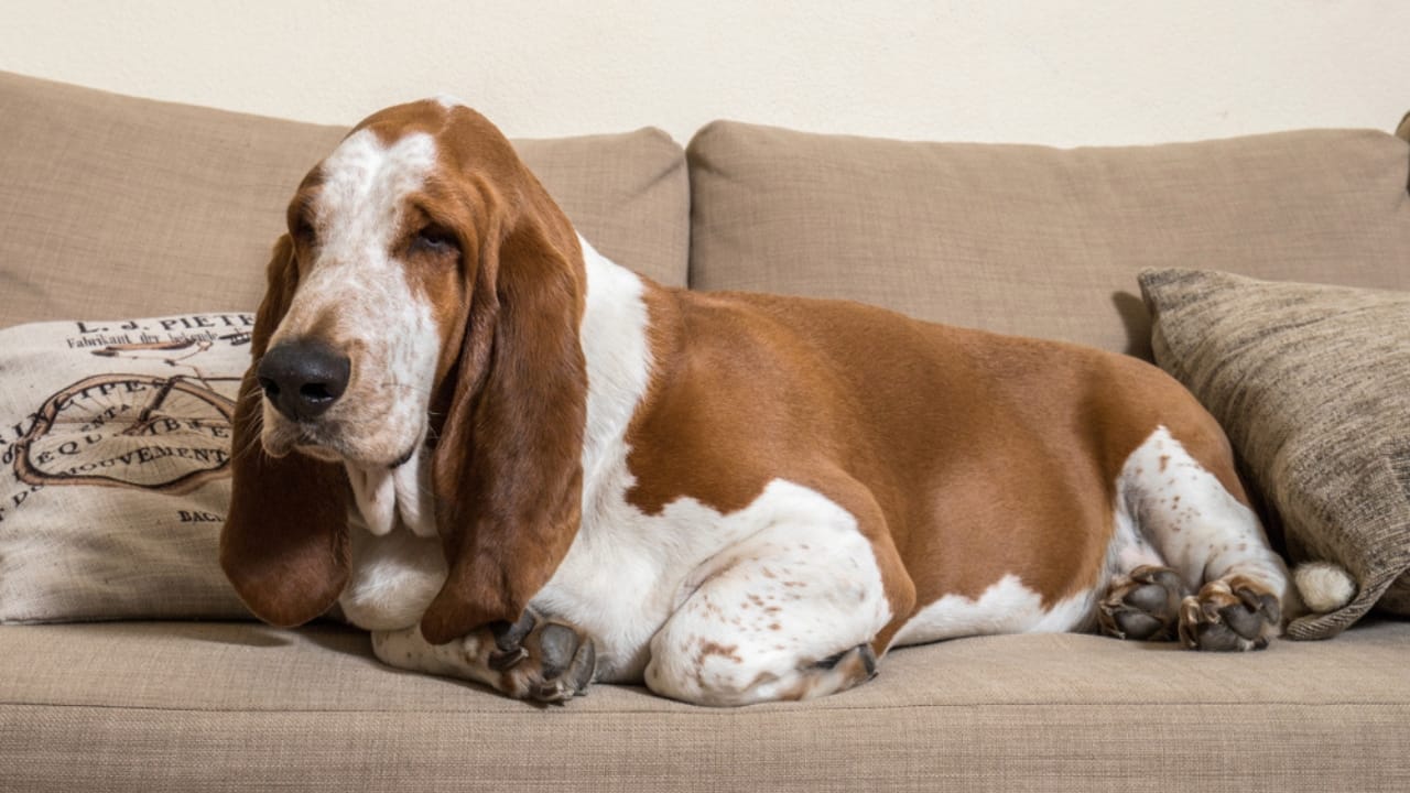 26 Dog Breeds Who Believe Aggression Is Simply Overrated - basset hound 1103171306