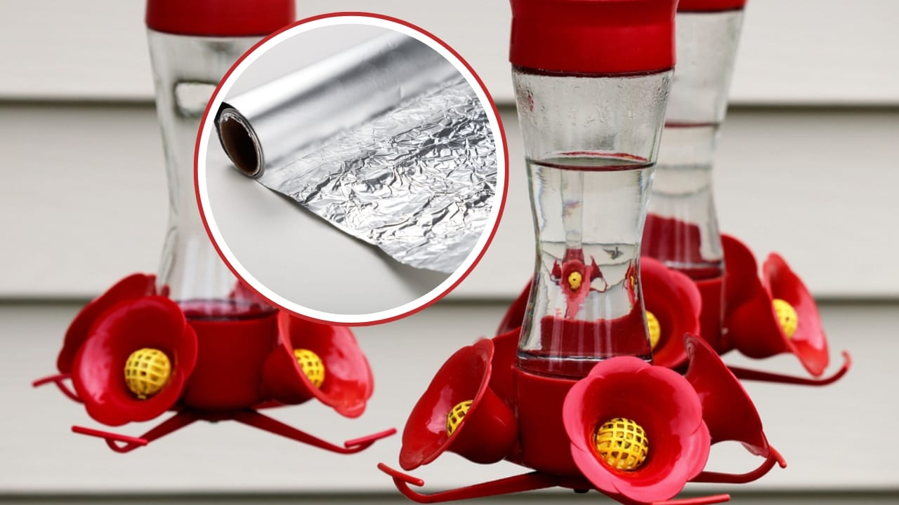 5 Brilliant Reasons to Wrap Your Hummingbird Feeder in Foil - beak feeder with foil ss1748225795 ss124574515