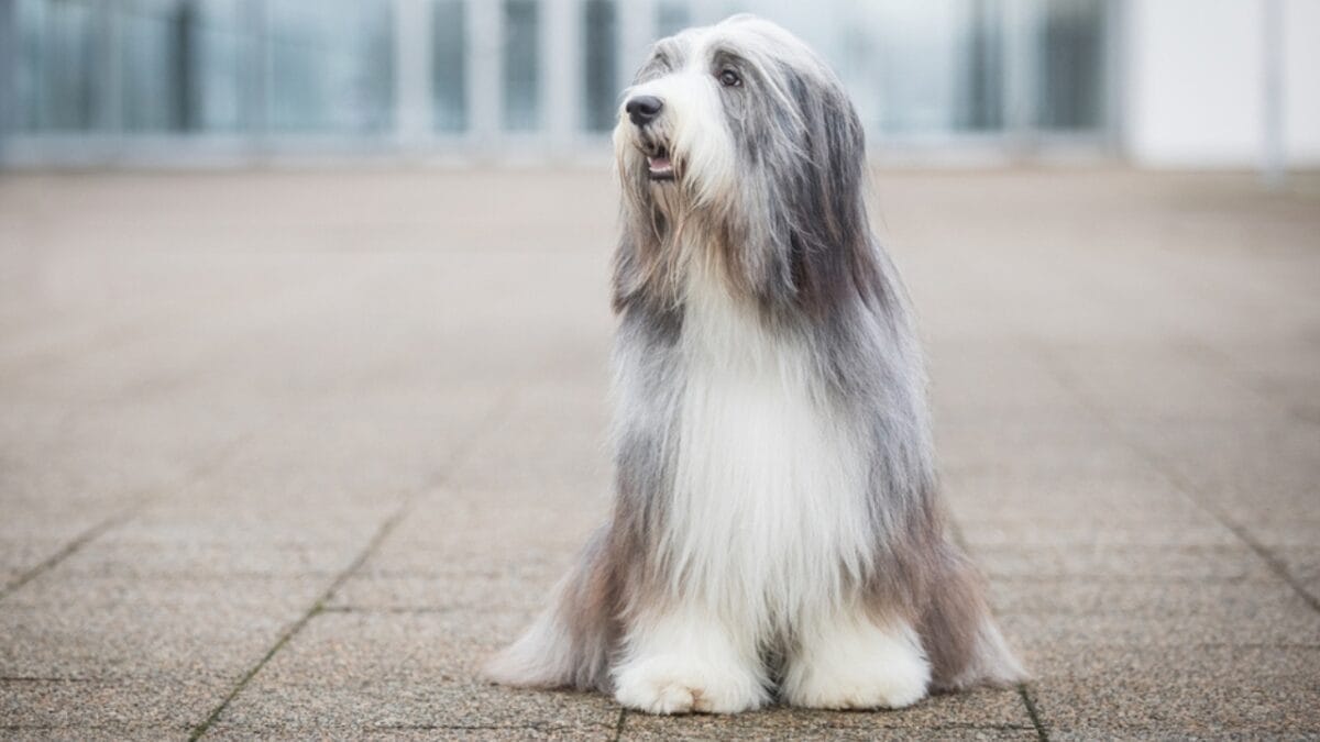 8 Fun Facts About Bearded Collies Most People Don't Know - bearded collie coat ss2250455149