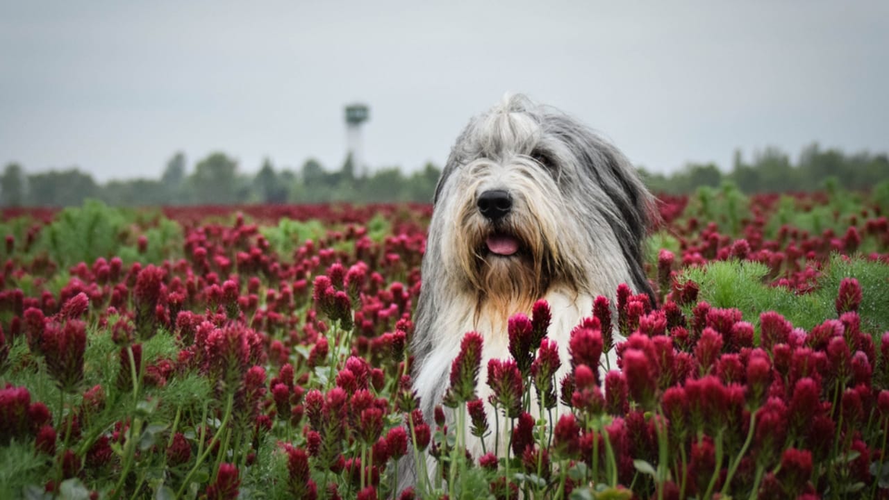 8 Fun Facts About Bearded Collies Most People Don't Know - bearded collie dog dp273252900