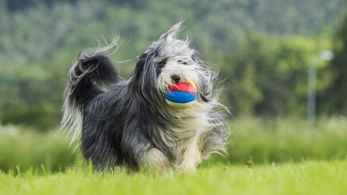 8 Fun Facts About Bearded Collies Most People Don't Know - bearded collie energetic ss251851825