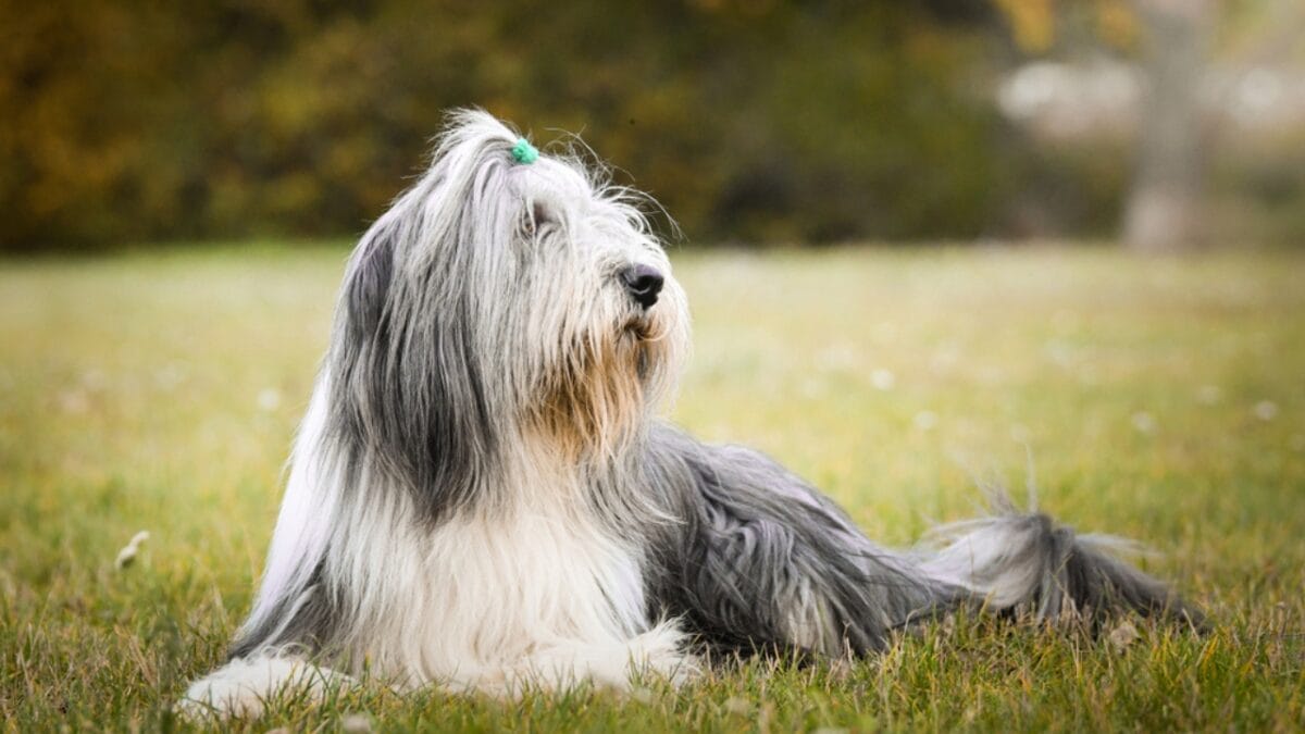 8 Fun Facts About Bearded Collies Most People Don't Know - bearded collie independent ss1624311280