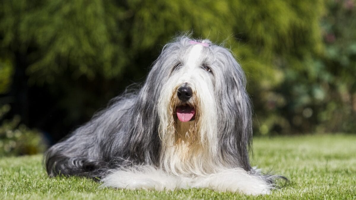 8 Fun Facts About Bearded Collies Most People Don't Know - bearded collie ss251851729