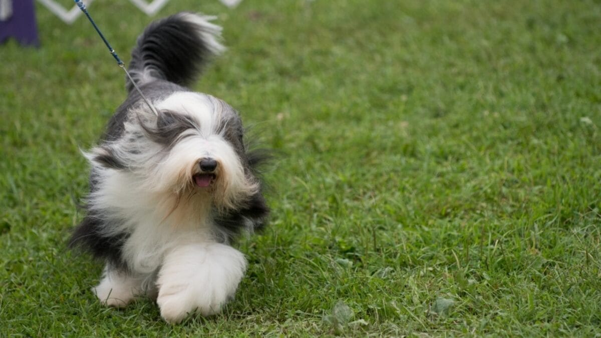 8 Fun Facts About Bearded Collies Most People Don't Know - bearded collie walking ss2164824835