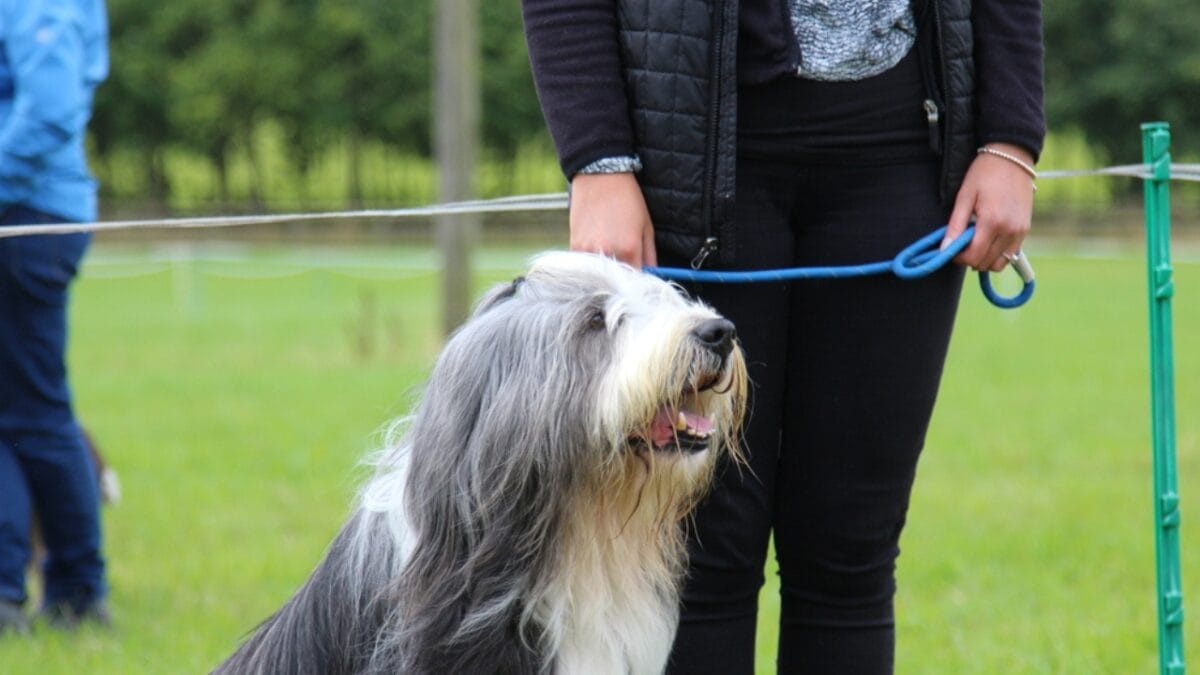 8 Fun Facts About Bearded Collies Most People Don't Know - bearded collie with owner ss727134583