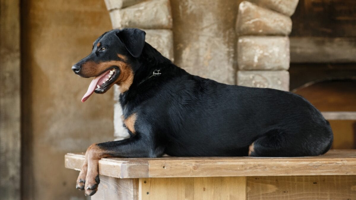 10 Facts About Beauceron Dogs You Should Know - beauceron dog guarding house dp319597352