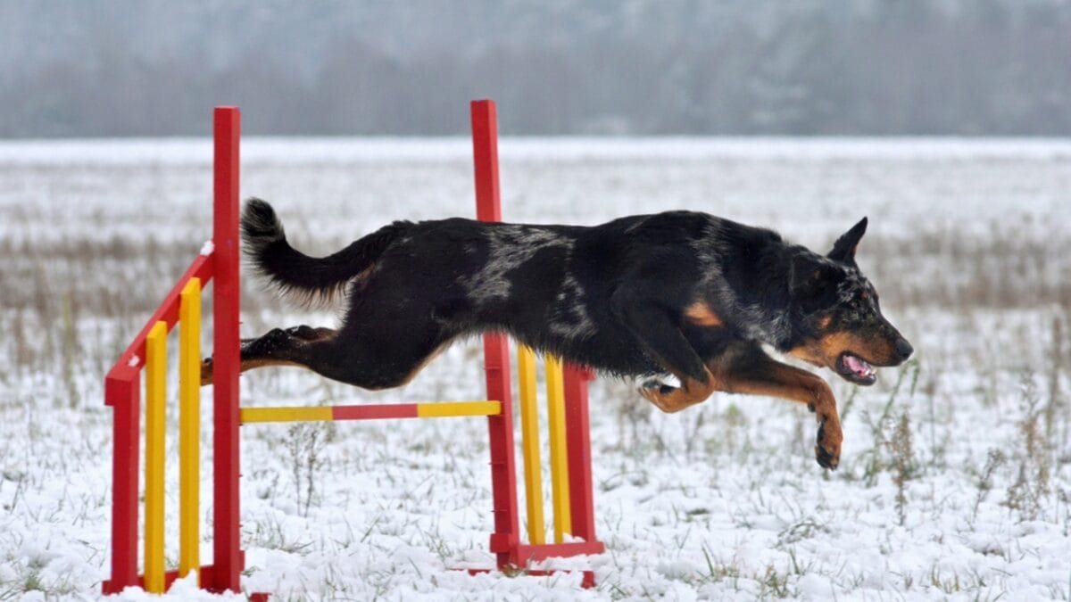 10 Facts About Beauceron Dogs You Should Know - beauceron dog jumping obstacle dp462034874