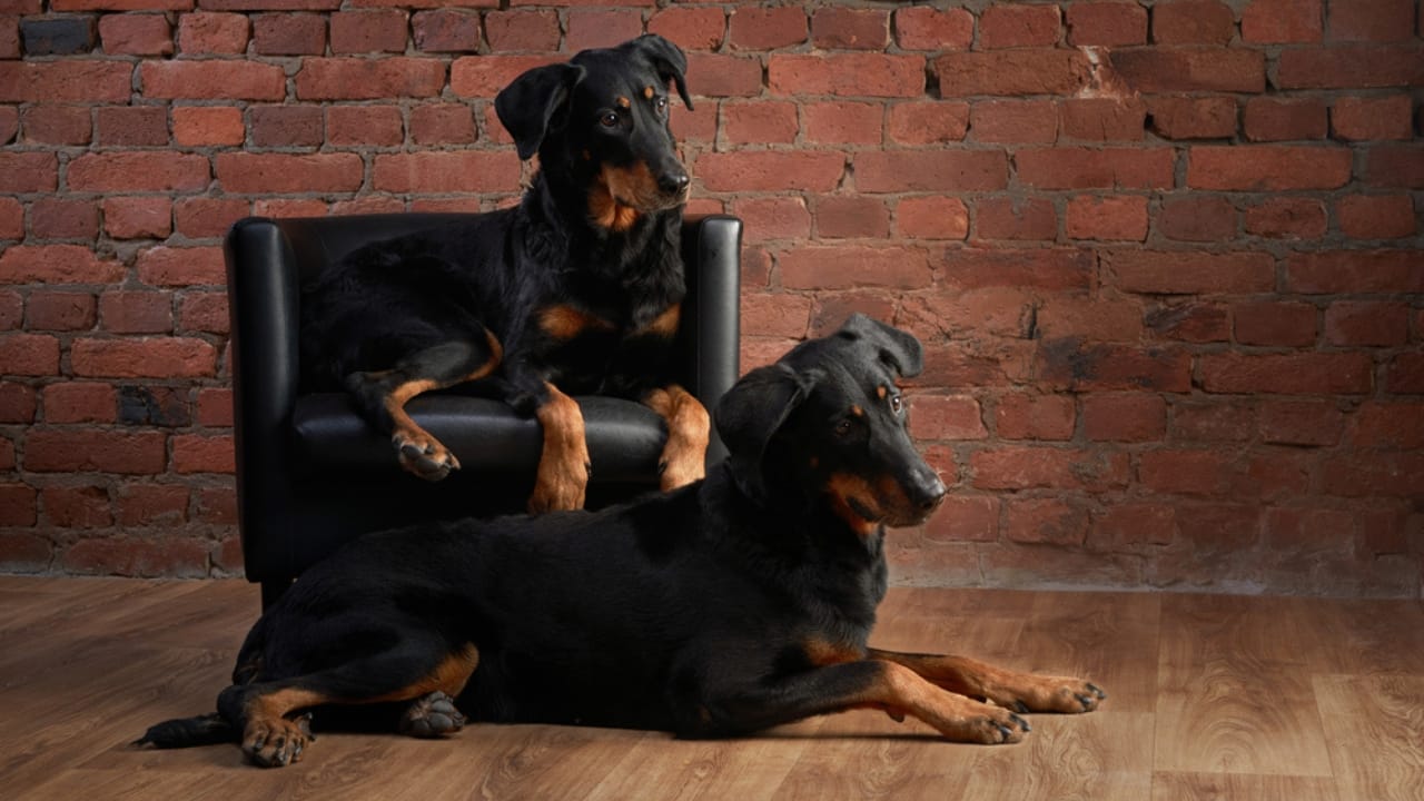 10 Facts About Beauceron Dogs You Should Know - beauceron dog on couch and floor dp704361038
