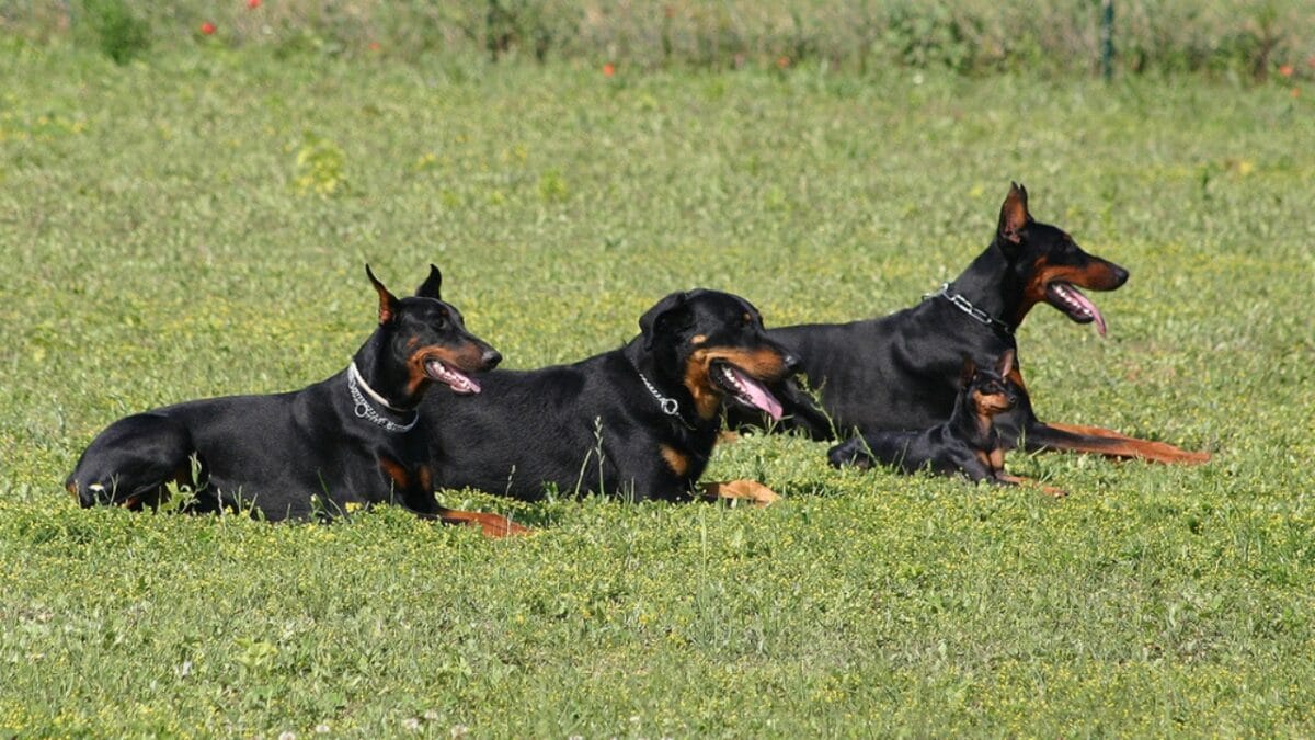 10 Facts About Beauceron Dogs You Should Know - beauceron dog on grass dp2116702