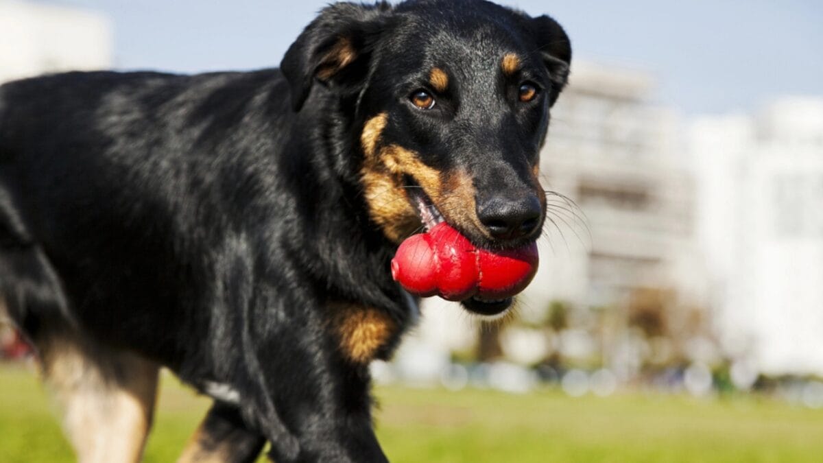10 Facts About Beauceron Dogs You Should Know - beauceron dog playing dp22419125