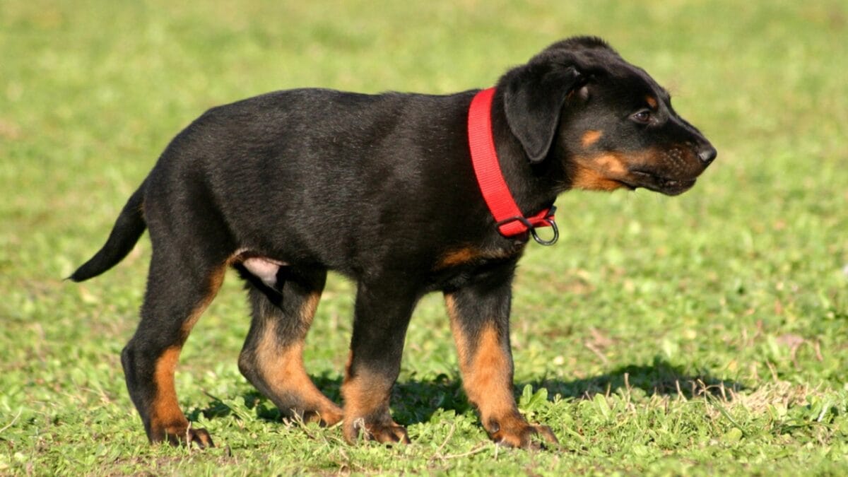 10 Facts About Beauceron Dogs You Should Know - beauceron dog puppy side dp2116957