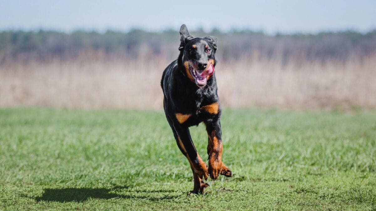 10 Facts About Beauceron Dogs You Should Know - beauceron dog running dp240645226