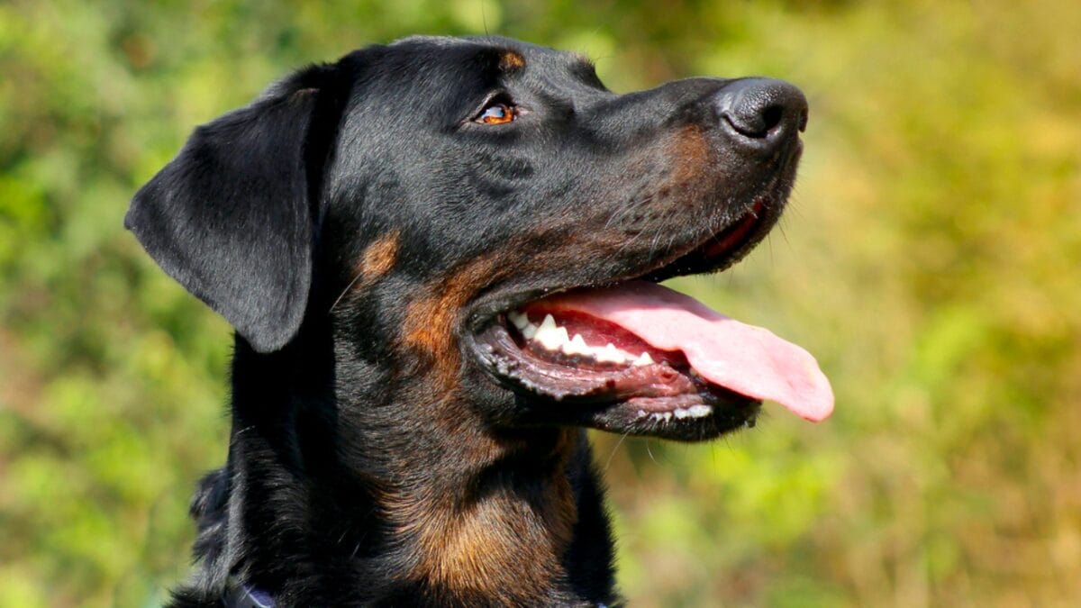 10 Facts About Beauceron Dogs You Should Know - beauceron dog side tongue dp165957408