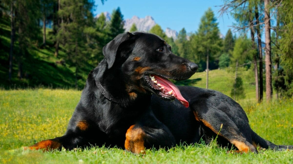 10 Facts About Beauceron Dogs You Should Know - beauceron dog side trees dp165957446