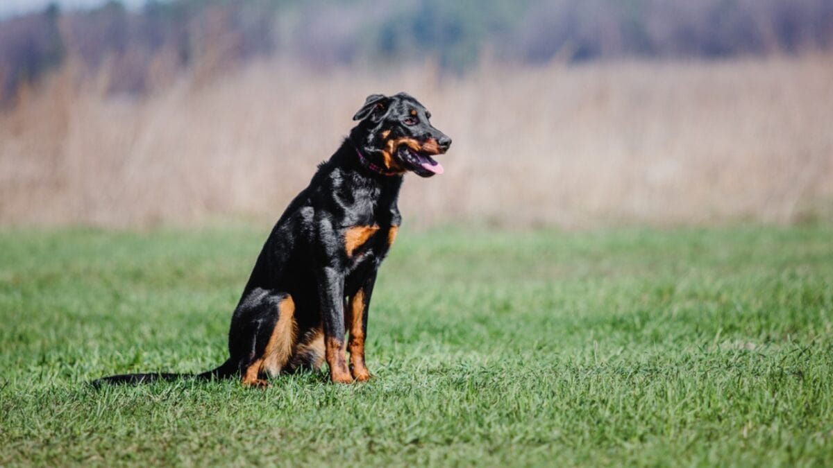 10 Facts About Beauceron Dogs You Should Know - beauceron dog sitting grass dp240645046