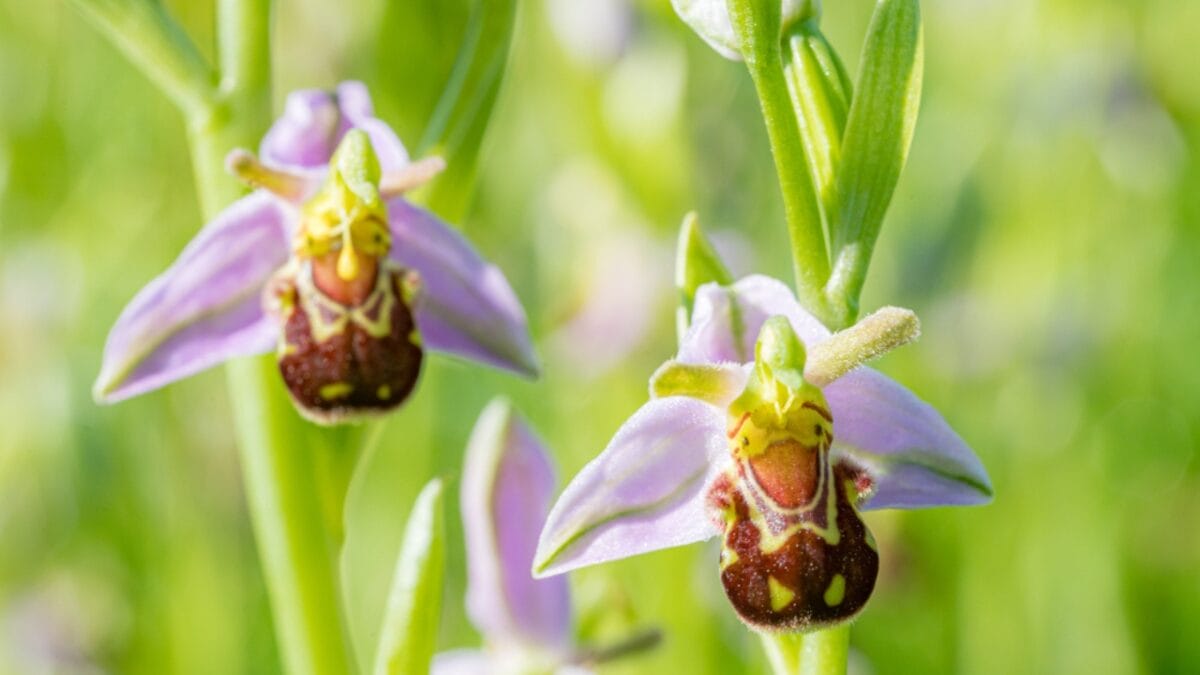 15 Bizarre Plants That Look Like They Belong in a Zoo - bee orchid ss2028984854