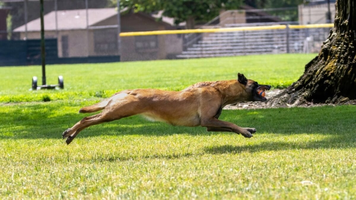 10 Fun Facts About Belgian Malinois That Will Make You Love Them More - belgian dog jumping ss2322116015