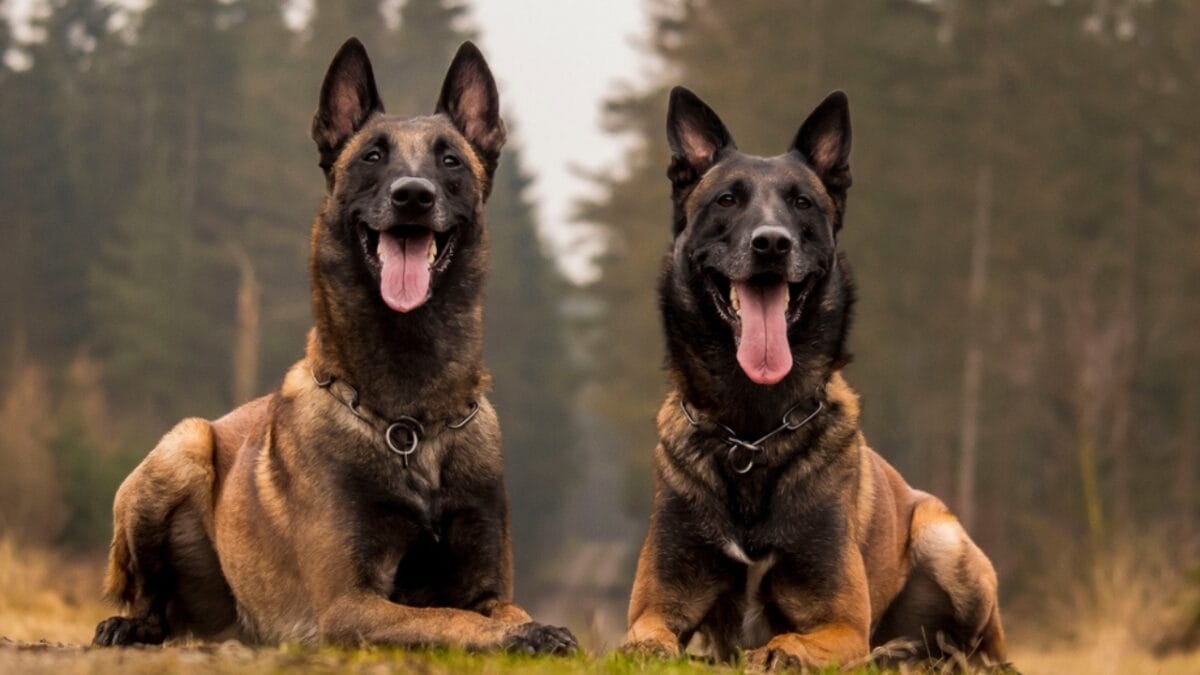 Meet 20 Adorable Dog Breeds with Pointy Ears & Unique Personalities - belgian dog two sitting ss2277309561
