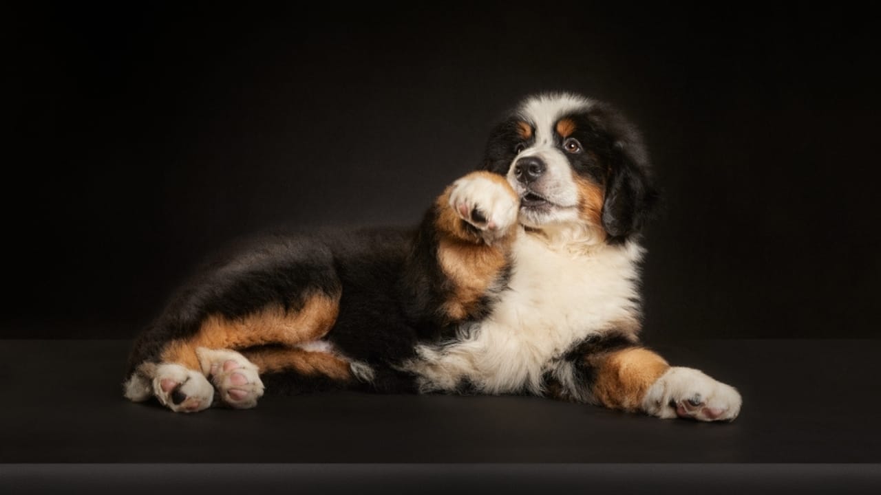 10 Reasons Bernese Mountain Dogs Will Steal Your Heart - bernese dog puppy black ss2280424003