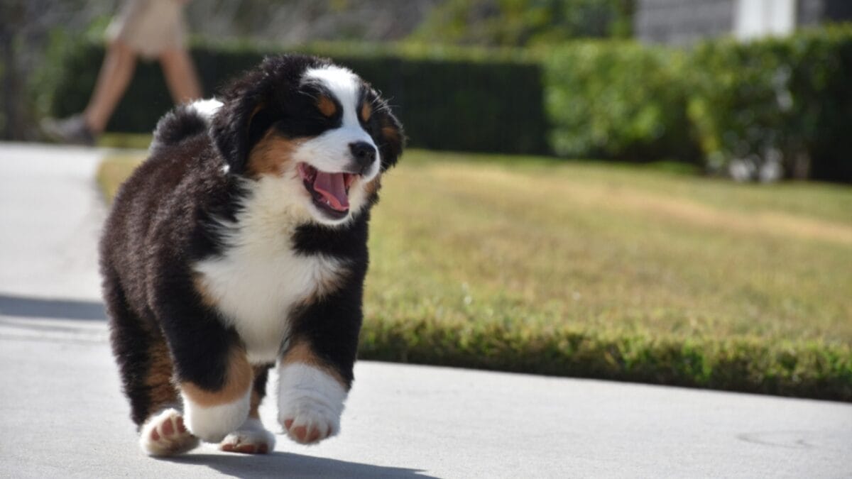 10 Reasons Bernese Mountain Dogs Will Steal Your Heart - bernese dog puppy running ss1172754346