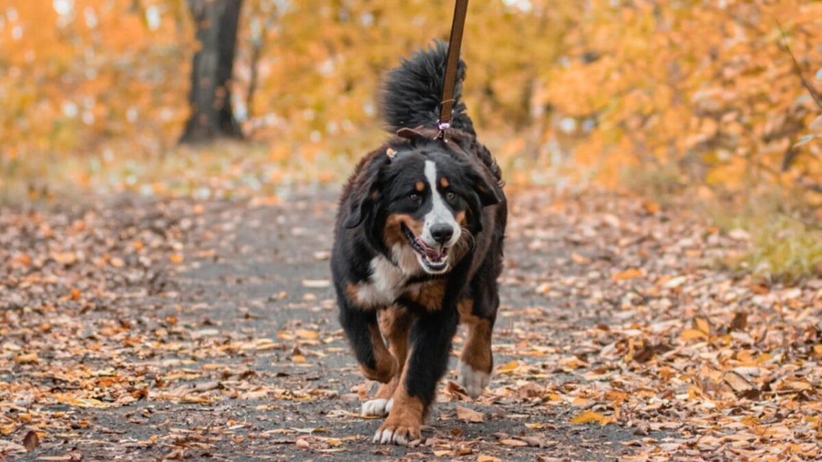 10 Reasons Bernese Mountain Dogs Will Steal Your Heart - bernese dog running leash autumn ss2377065149
