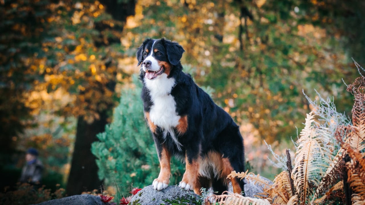 10 Majestic Mountain Dog Breeds You’ll Want in Your Life - bernese mountain ss1905935245