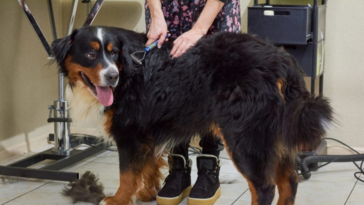 11 Dogs That Shed the Worst - bernese ss695220520
