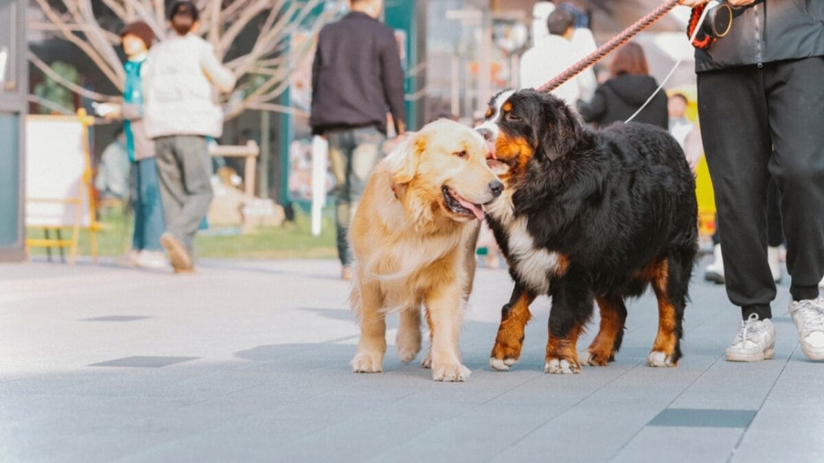 10 Reasons Bernese Mountain Dogs Will Steal Your Heart - bernese with golden retriever dog ss2451625459