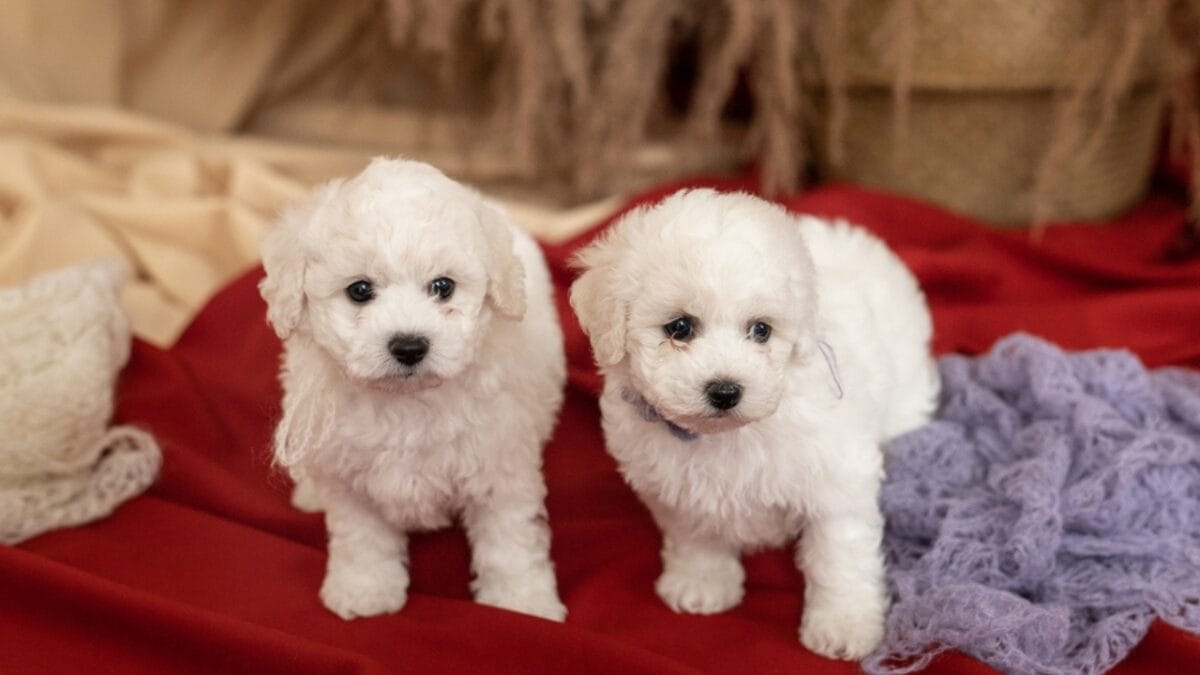 18 Most Pampered & High-Maintenance Dog Breeds - bichon frise dog dp358854090