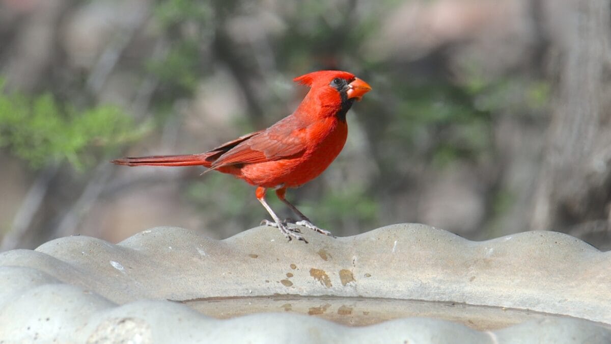 10 Ways to Attract Cardinals to Your Feeders - bird bath dp310011526
