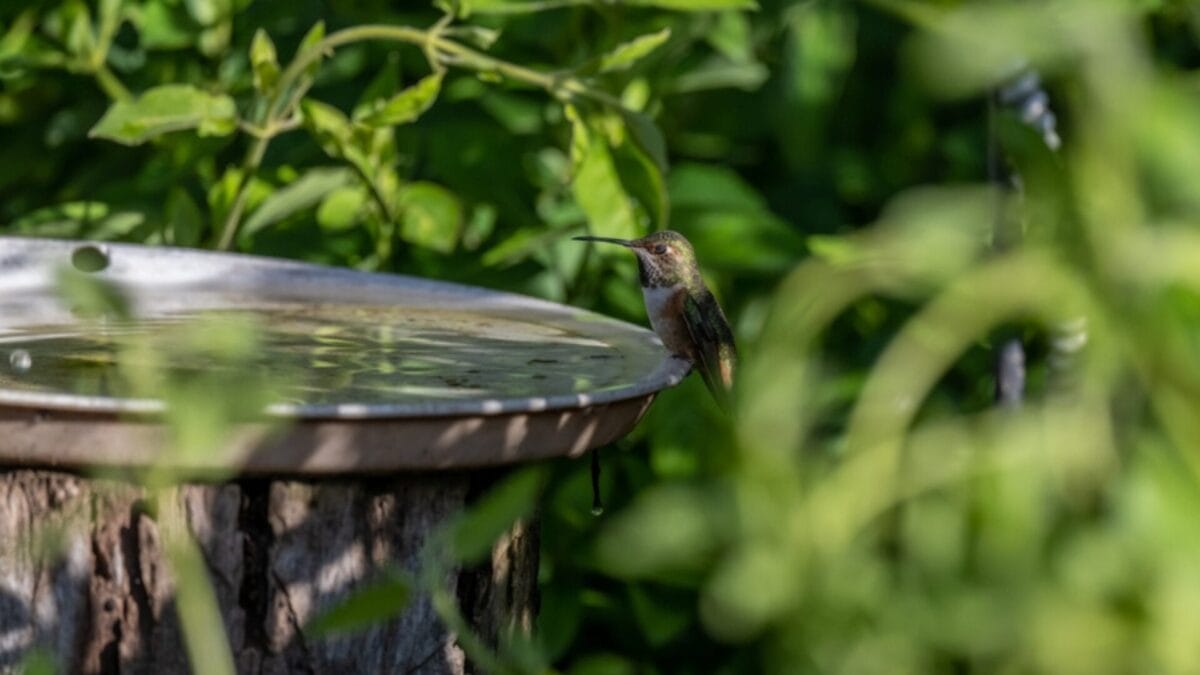 Attract More Hummingbirds with These 5 Bird Bath Tips - bird bath location ss2280447035