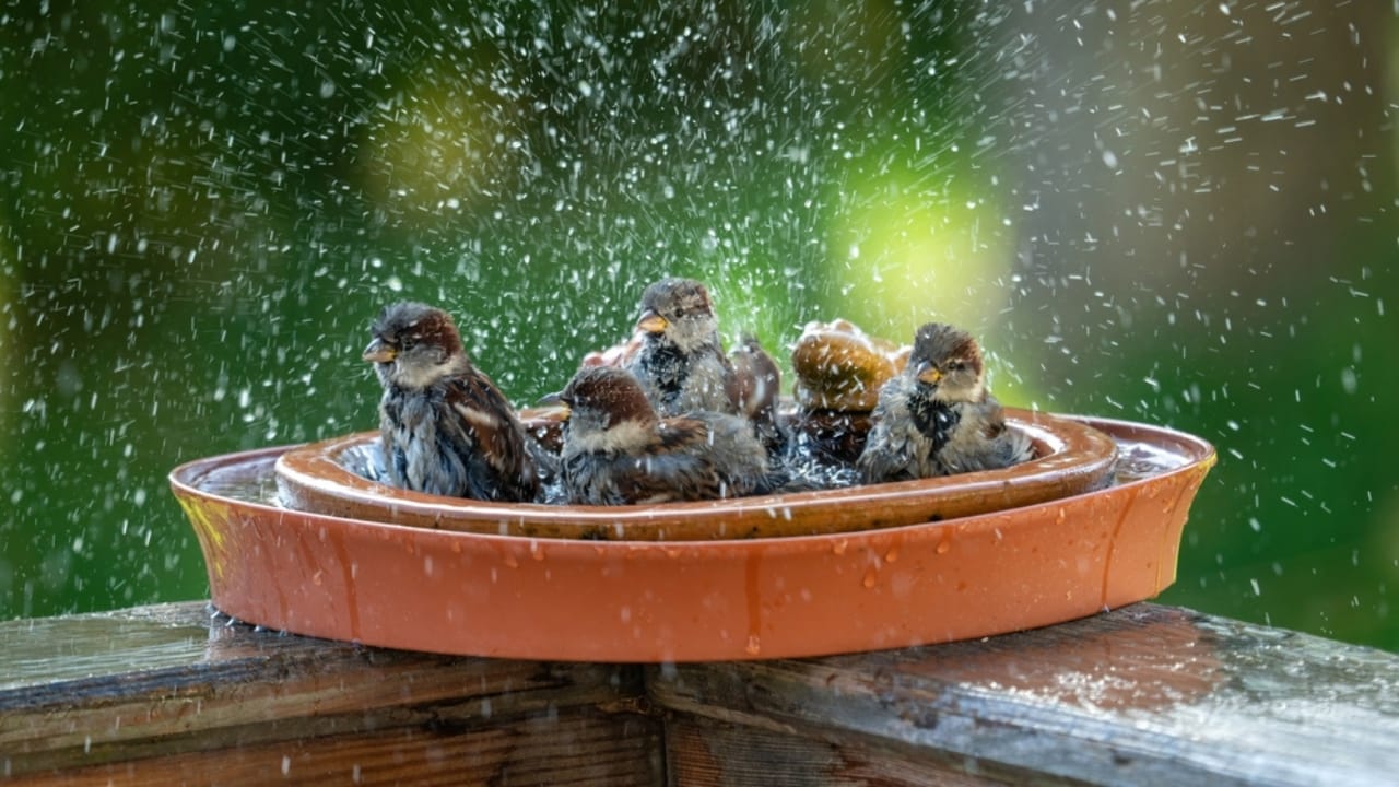 Think Twice Before Adding a Bird Bath to Your Garden—Here's Why - bird bath ss2222394263