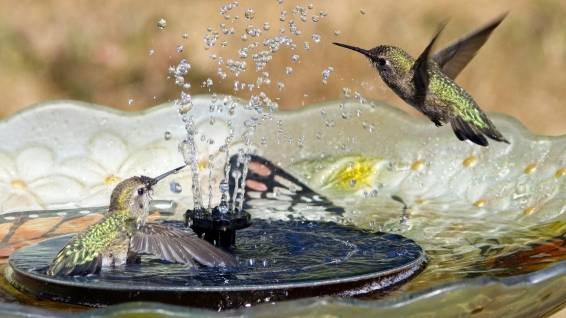Attract More Hummingbirds with These 5 Bird Bath Tips - bird bath ss2336489467