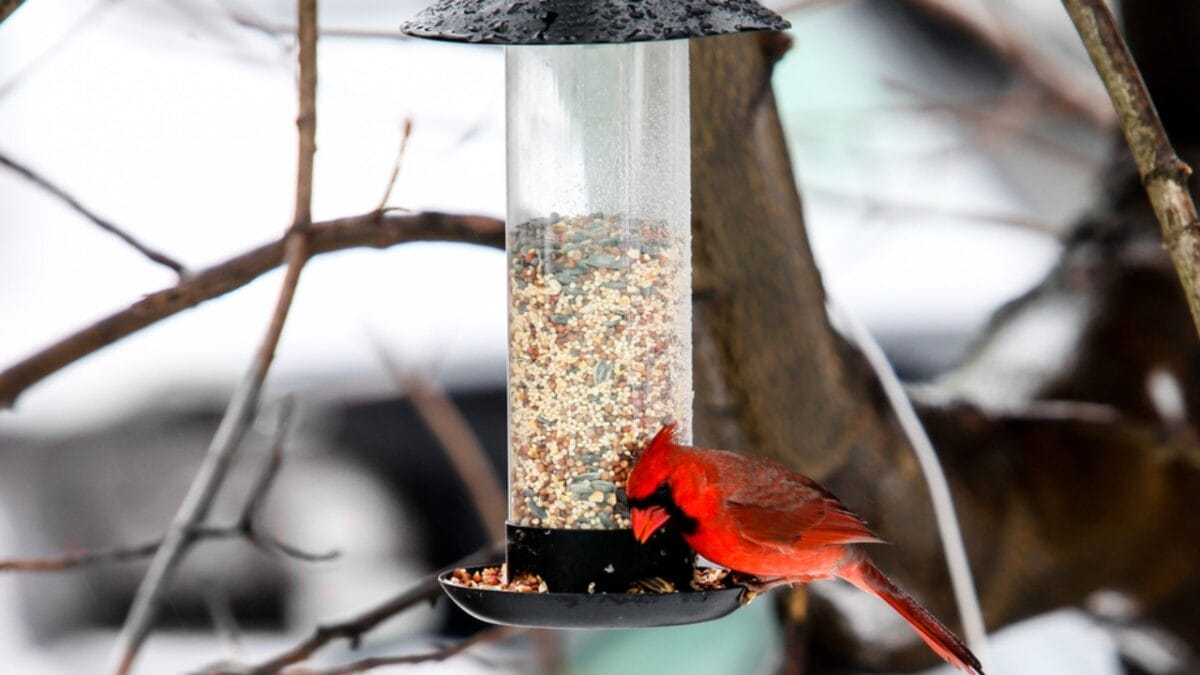 10 Ways to Attract Cardinals to Your Feeders - bird feeder in trees dp448331898