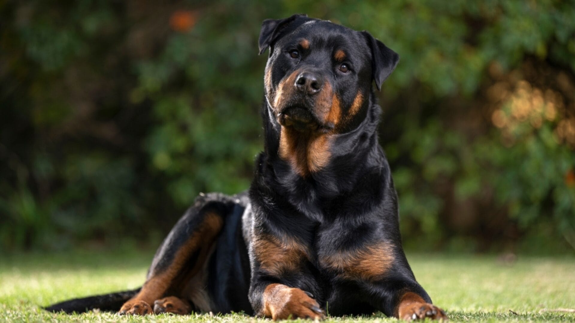 20 Dog Breeds Known for Their Unmatched Obedience