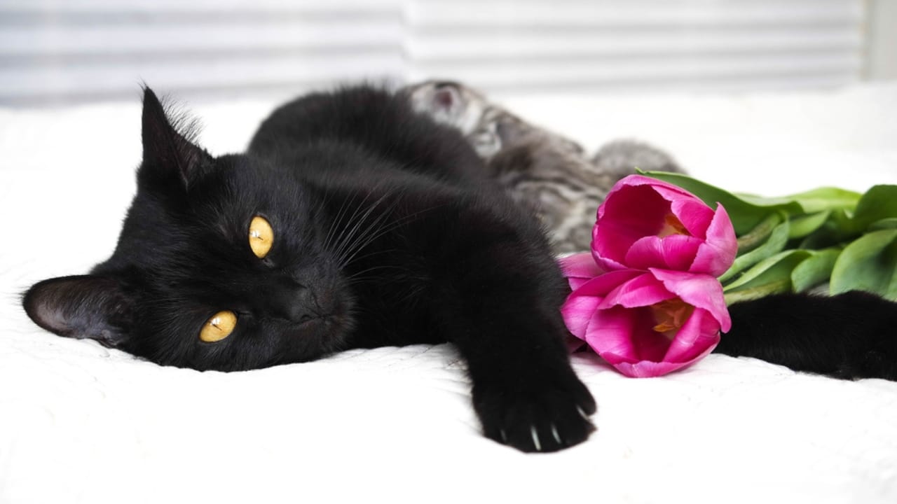 12 Black-Colored Cats Breaking Superstitions - black cat breed dp187529758