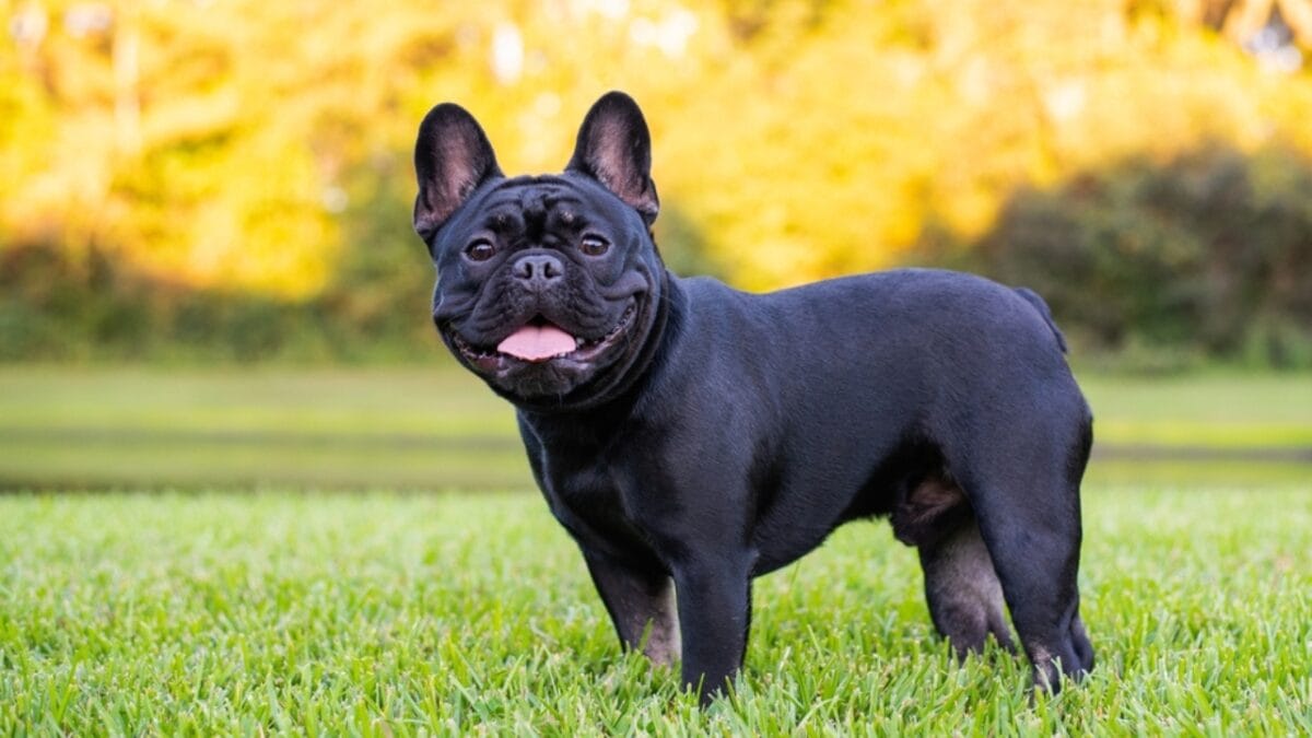 10 Things Only French Bulldog Aficionados Know - black french bulldog standing grass ss2068004822