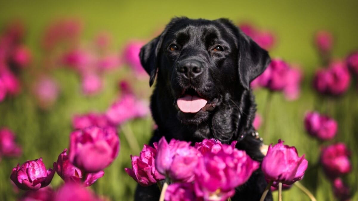 Nationwide Trends: 5 Most Popular Dog Breeds & Names by State - black labrador flowers ss2162942933