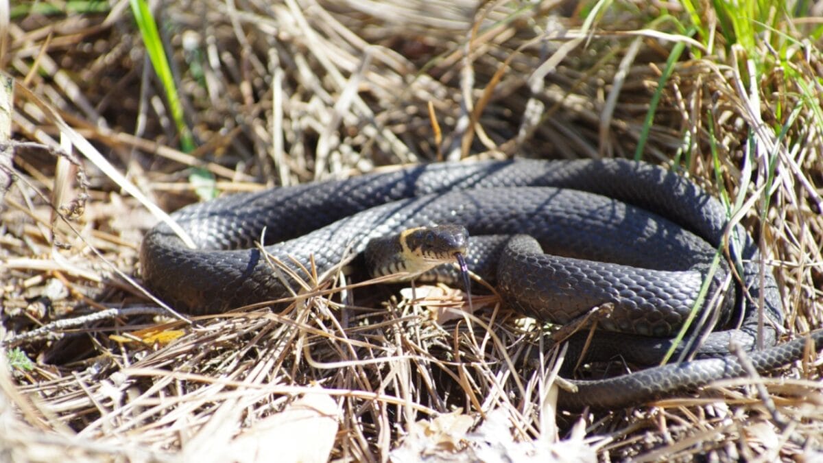 30 Rattlesnake Species from Around the Globe: Majority in U.S. - black tailed rattlesnake dp363041014