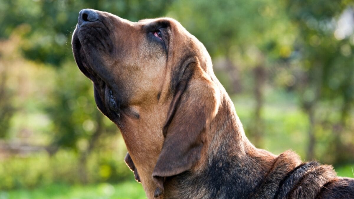 10 Things About Bloodhounds That Every Dog Lover Should Know - bloodhound dog looking up ss1520603111