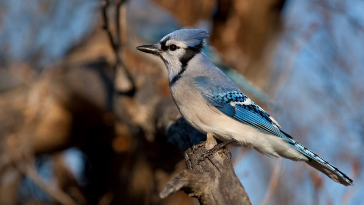 The Symbolism of Blue Jays: 6 Different Meanings - blue jay bird branch side dp178033584
