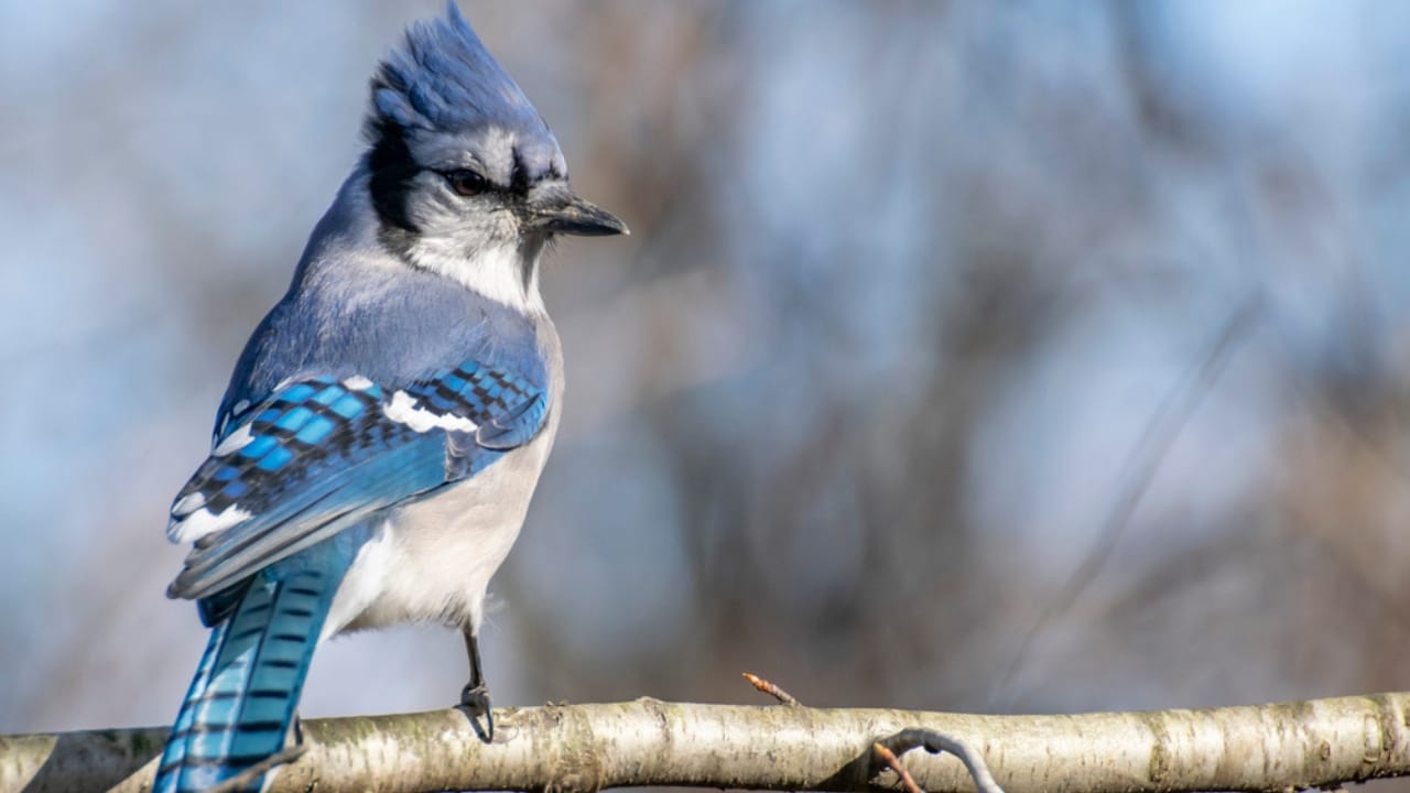 The Symbolism of Blue Jays: 6 Different Meanings - blue jay bird on branch dp441485792