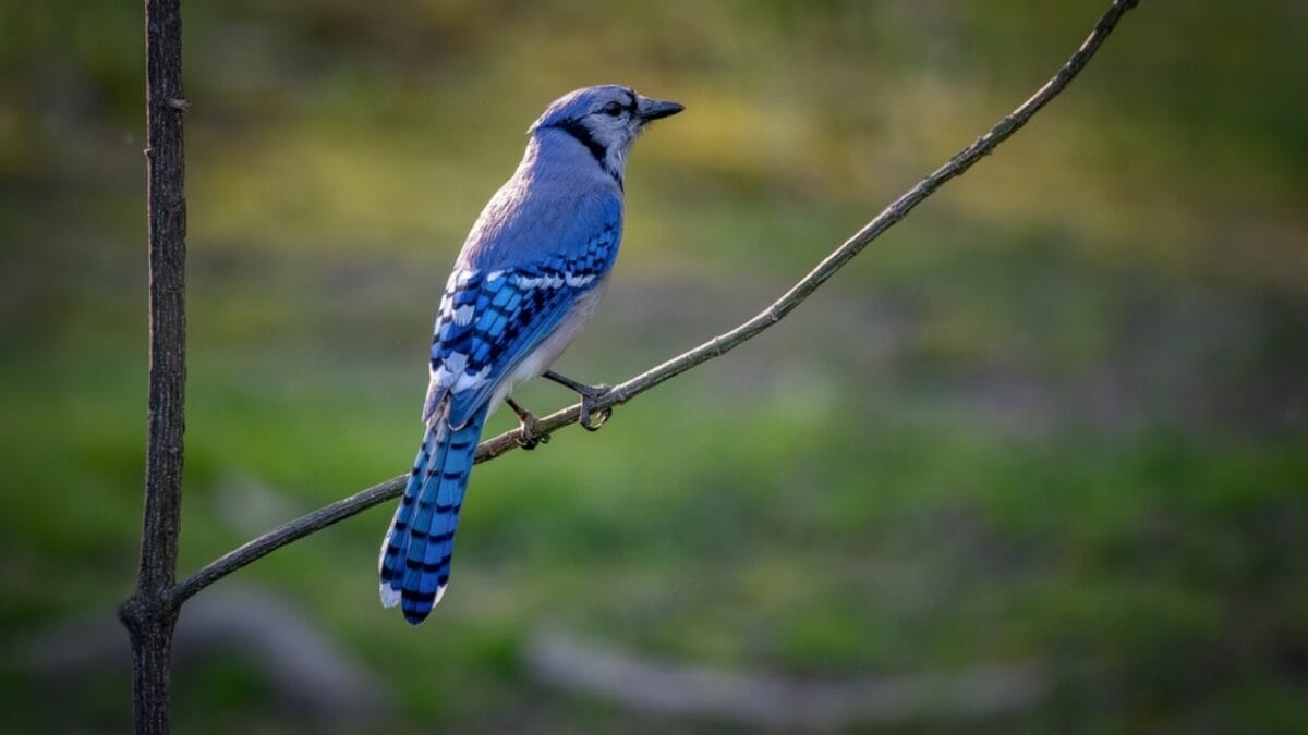 12 Common City Birds You Can See Right from Your Apartment - blue jay bird perched dp326776494