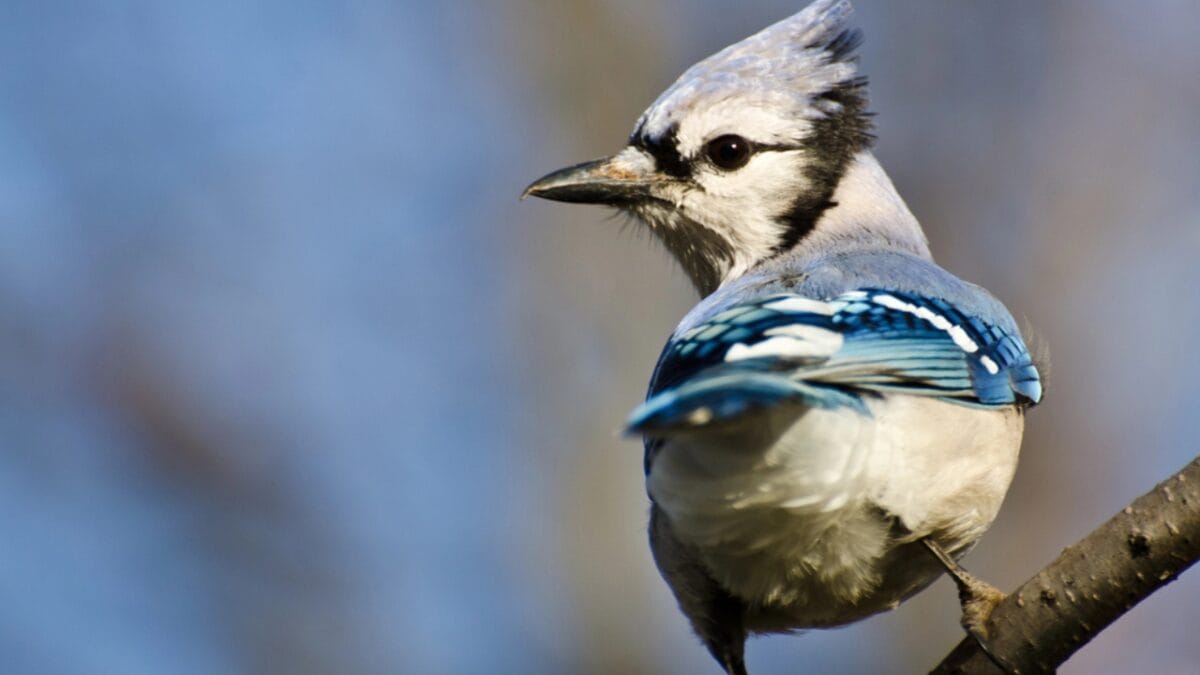 The Symbolism of Blue Jays: 6 Different Meanings - blue jay bird side dp326776494