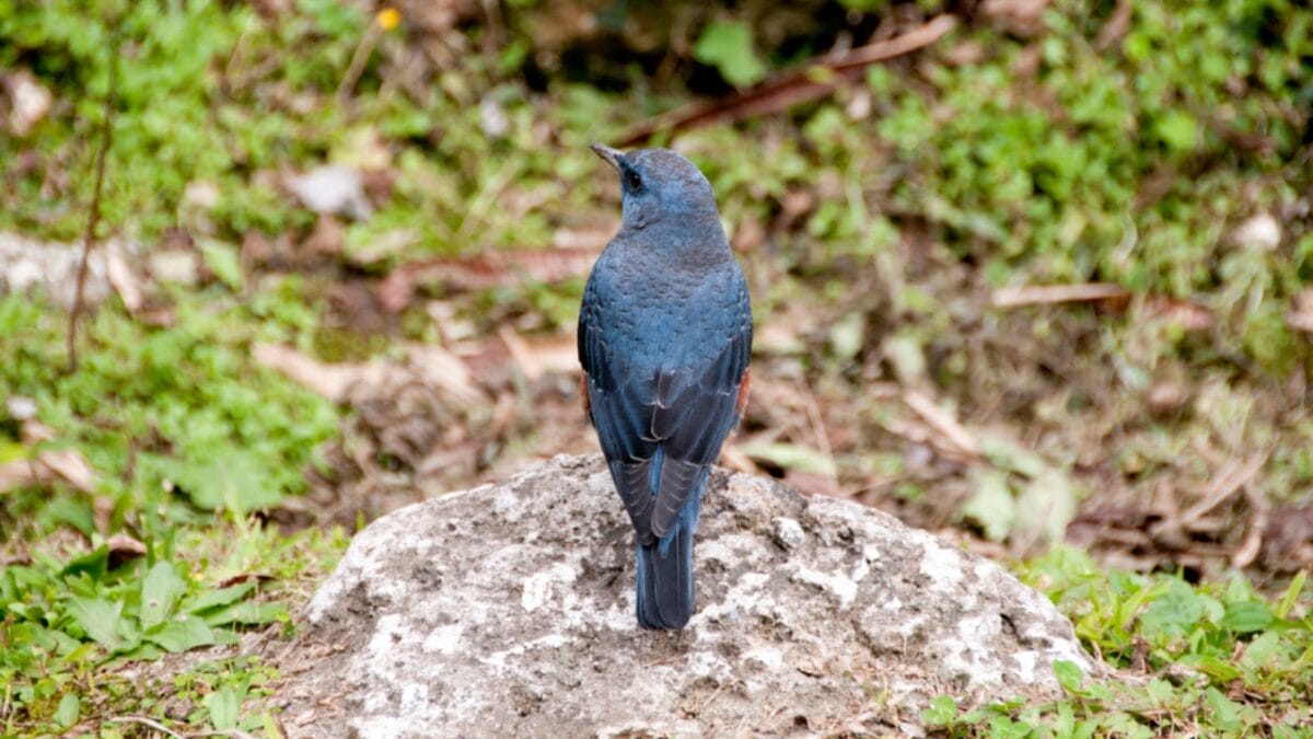5 Things About the 1st U.S. Blue Rock-Thrush Oregon Sighting that Baffle Experts - blue rock thrush camouflage dp329615440